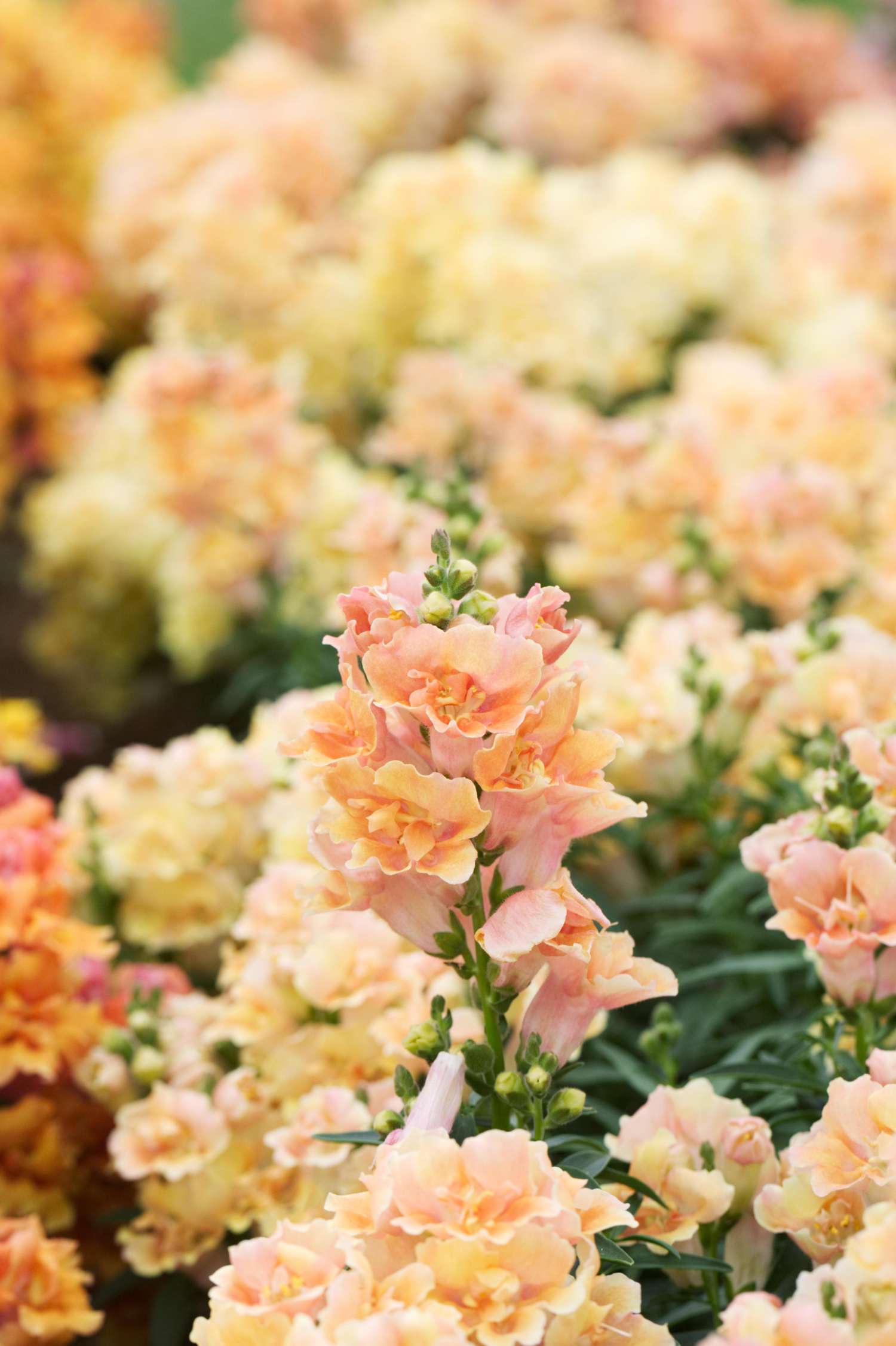 Muflier 'Doubleshot Peach' (graines)